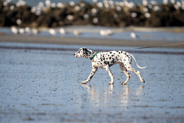 Dog running in the water and enjoying the sun at the beach. Dog having fun at sea in summer.	
