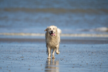 Dog running in the water and enjoying the sun at the beach. Dog having fun at sea in summer.	
