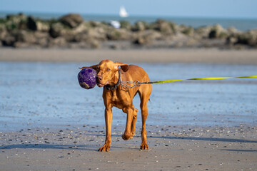Dog running in the water and enjoying the sun at the beach. Dog having fun at sea in summer.	
