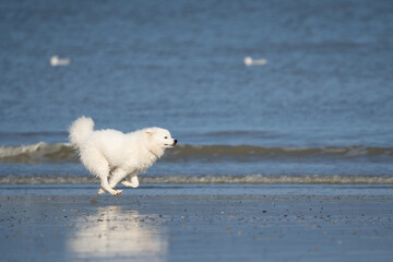White og running in the water and enjoying the sun at the beach. Dog having fun at sea in summer.	