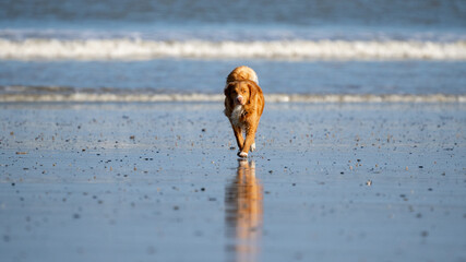 Dog running in the water and enjoying the sun at the beach. Dog having fun at sea in summer.	
