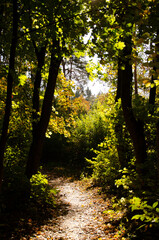 Fototapeta na wymiar Autumn forest. Forest path between trees with yellow leaves.
