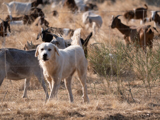 Fototapeta premium Goats helping with fire prevention American River Parkway Sacramento Ca