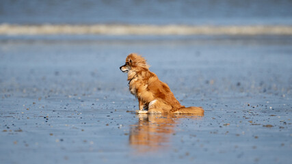 Dog running in the water and enjoying the sun at the beach. Dog having fun at sea in summer.	
