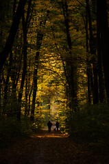 Couple walking with dog in park. Autumn forest. Forest path between trees with yellow leaves. Sun rays break through branches of trees.