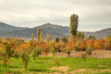 Fototapeta premium Autumn colors in Yeşilbaşköy, Burdur Ağlasun district...