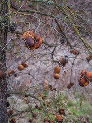 Oak trees covered in Large Tan and Brown Oak Galls
