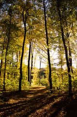 Fototapeta premium Sun rays break through branches of trees. Autumn forest. Fallen leaves lie among trees. Forest path between trees with yellow leaves.