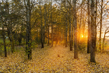 Obraz premium Bare tree trunks of the autumn forest. The dark forest is illuminated by the rays of the setting sun. Fallen leaves on the ground. Sunset in the autumn forest landscape