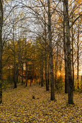 Bare tree trunks of the autumn forest. Fallen leaves on the ground. The dark forest is illuminated by the rays of the setting sun. Sunset in the autumn forest landscape