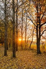 Fototapeta premium Sunset in the autumn forest landscape. The dark forest is illuminated by the rays of the setting sun. Fallen leaves on the ground. Bare tree trunks of the autumn forest
