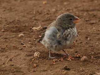 Medium ground finch (Geospiza fortis) - one of Darwin's finches on the sand, Puerto Ayora, Santa Cruz island, Galapagos