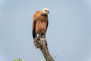 The black-collared hawk (Busarellus nigricollis)