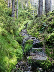 hiking in an amazing czech forest nature