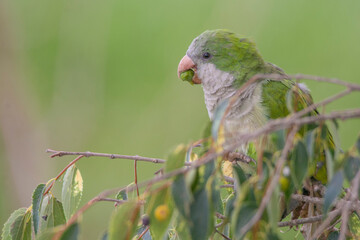 green winged blackbird
