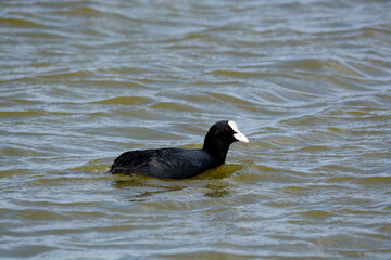country goose swimming
