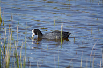 country goose swimming