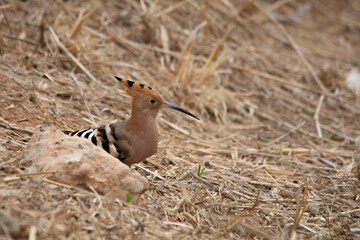 red billed hornbill