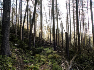 hiking in an amazing czech forest nature