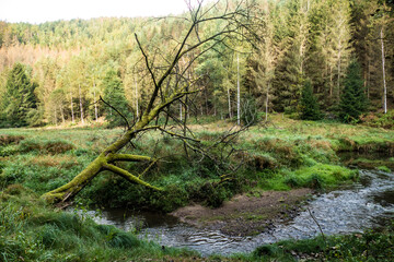 hiking in an amazing czech forest nature