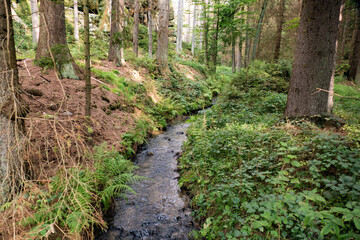 hiking in an amazing czech forest nature