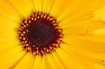 Close-Up of Yellow Calendula Flower selective focus