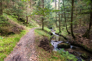 hiking in an amazing czech forest nature