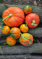 pumpkin on the ground
