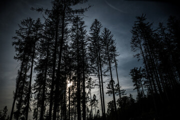 hiking in an amazing czech forest nature