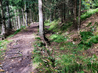 hiking in an amazing czech forest nature