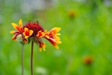 beautiful Gaillardia blooms beautifully on the lawn. High quality photo