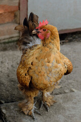 Large chicken with fluffy paws on an agricultural farm. Poultry keeping.