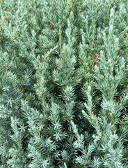 Background image of green plants