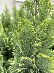 Background image of green plants