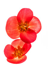 Fototapeta na wymiar red begonia flowers on the white background