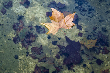 a dry leaf fallen from a tree floating on a pond of water, in the bottom decomposed leaves on a background of green algae, autumn texture, leaf of Platanus acerifolia