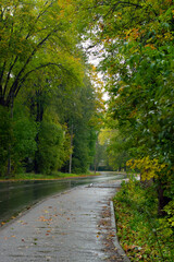 Autumn urban landscape, winding asphalt road with fallen leaves under yellowing trees. Cloudy weather.