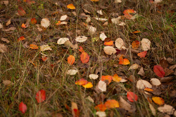 Fallen yellow leaves