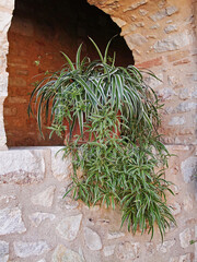 spider plant