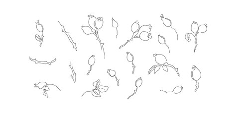 One line art set of hand drawn rose hips. Vector illustration 