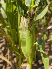 ear of corn on stalk in rural Florida farm
