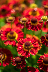 Autumn Gelenium. Red flowers on a bright green and blurry background. Beautiful garden flowers.