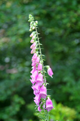 pink coloured english bluebell flower in full bloom