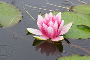 close up of a pink lotus flower on a pond