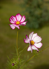 Pink Cosmos Flower Bloom in Alaska