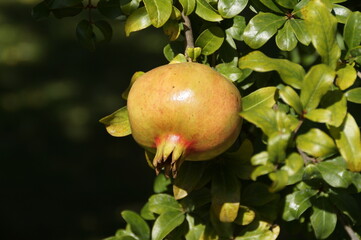 a branch with a beautiful ripe pomegranate in Lombardy in Italy