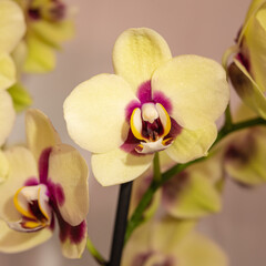 A Yellow Mini Phalaenopsis Orchid
