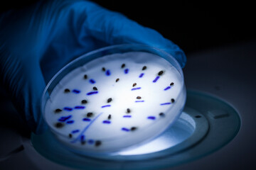 Production line pharmaceutical industry. Manufacturing of drugs and medications, pharmaceuticals.