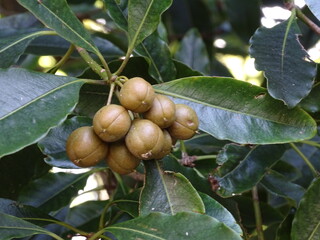 Obraz premium (PITTOSPORUM UNDULATUM) FRUTOS VERDES EN LA RAMA. HOJAS DEL ÁRBOL. 