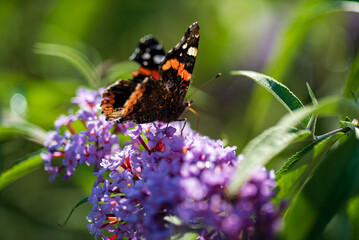 Summer butterfly feeding on lilac flowers inflorescence, feeding on yellow-orange buddleia antennae also known as lepidoptera.